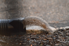 Sciurus carolinensis