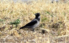 Corvus cornix cornix