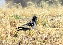 Corvus cornix cornix