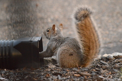 Sciurus carolinensis