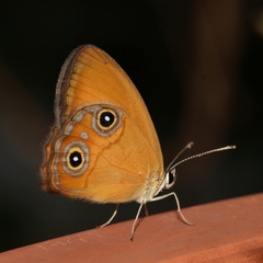 Hypocysta adiante antirius