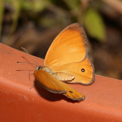 Hypocysta adiante antirius