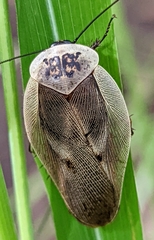 Gynopeltis neavei