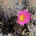 Echinocereus adustus keizerae - Photo (c) Wolfgang Blum, some rights reserved (CC BY-NC), uploaded by Wolfgang Blum