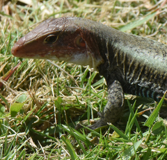 Pholidoscelis erythrocephalus