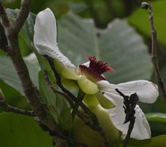 Dillenia philippinensis