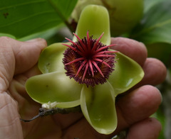 Dillenia philippinensis