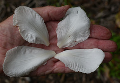 Dillenia philippinensis