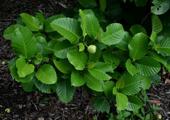 Dillenia philippinensis