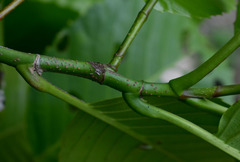 Dillenia philippinensis