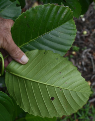 Dillenia philippinensis