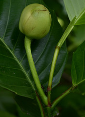 Dillenia philippinensis