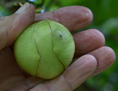 Dillenia philippinensis