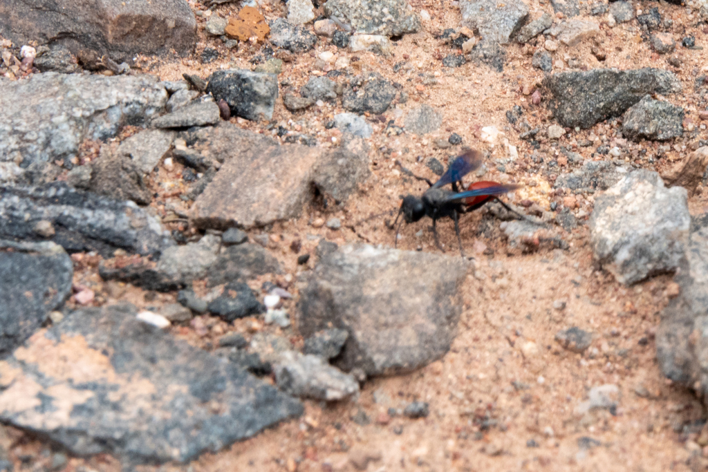 Prionyx spinolae