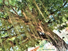 Rhipsalis lindbergiana