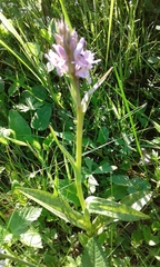 Dactylorhiza fuchsii