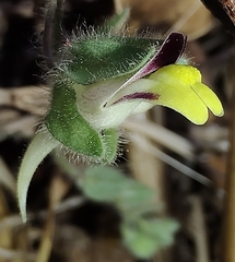 Kickxia spuria integrifolia