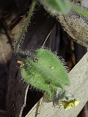 Kickxia spuria integrifolia