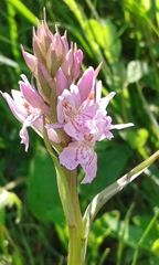 Dactylorhiza fuchsii