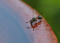 Paraleptomenes miniatus