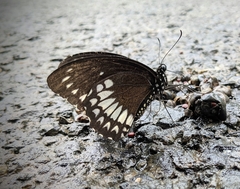 Papilio dravidarum