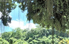 Rhipsalis lindbergiana