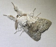 Calliteara farenoides