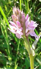 Dactylorhiza fuchsii