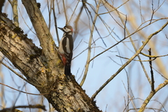 Dendrocopos major