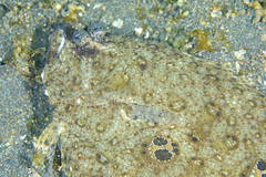 Pseudorhombus dupliciocellatus