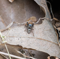Habronattus oregonensis