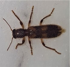 Opilo domesticus