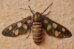 Amata passalis