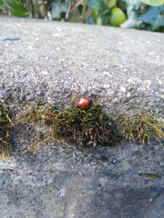 Coccinella septempunctata