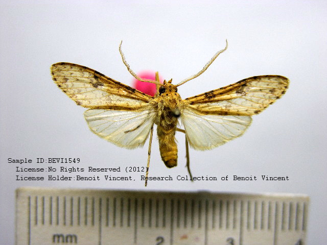 Lophocampa laroipa