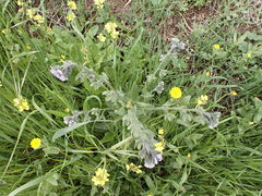 Cynoglossum creticum image