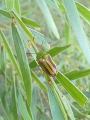 Calomela juncta
