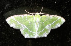 Eucyclodes insperata