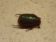 Scarabaeidae