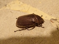 Leucopholis staudingeri