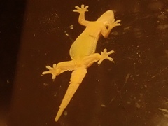 Hemidactylus platyurus