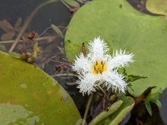 Nymphoides indica