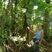 Hernandia stenura - Photo (c) Daniel H. Janzen. Guanacaste Dry Forest Conservation Fund., μερικά δικαιώματα διατηρούνται (CC BY-NC-SA)