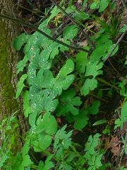 Sanguinaria canadensis