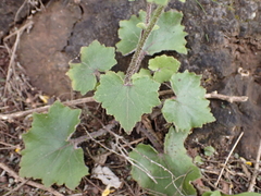 Pericallis echinata image