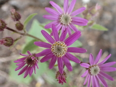 Pericallis echinata image