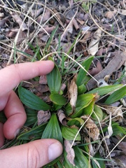 Plantago lanceolata