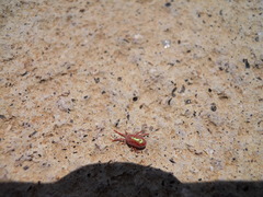 Erythraeoidea