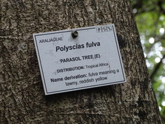 Polyscias fulva