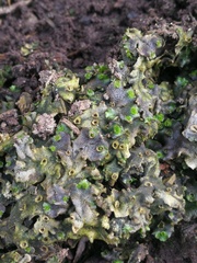 Marchantia polymorpha ruderalis